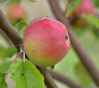 Ellis Bitter cideræble